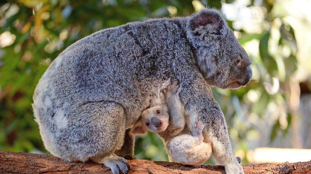 Das ist der weiße Koala mit seiner Mutter