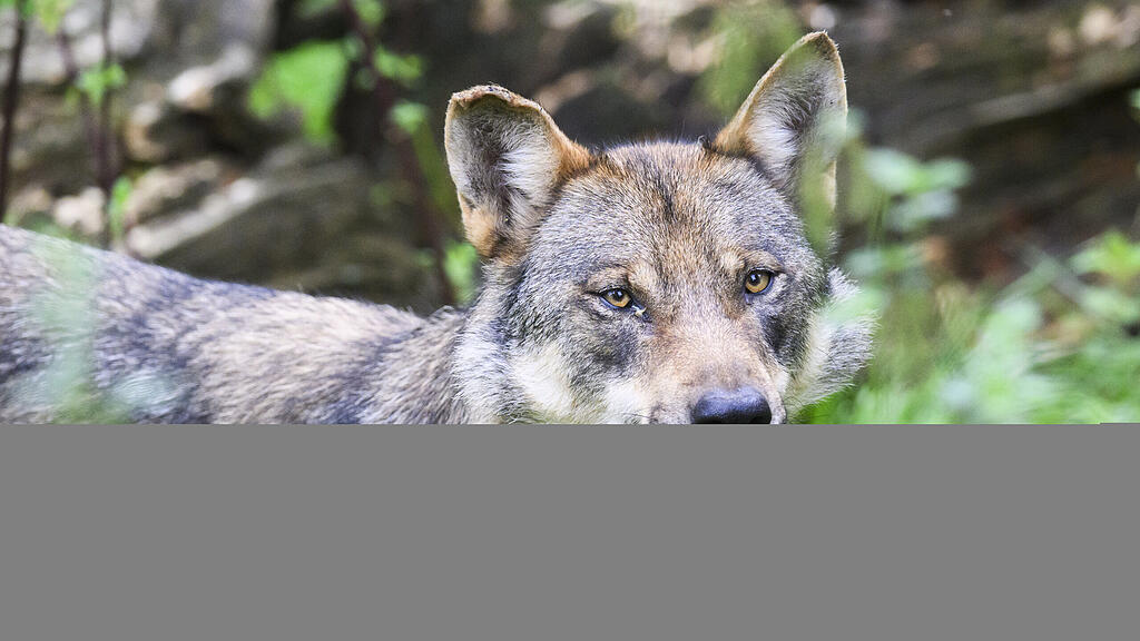 Wuff