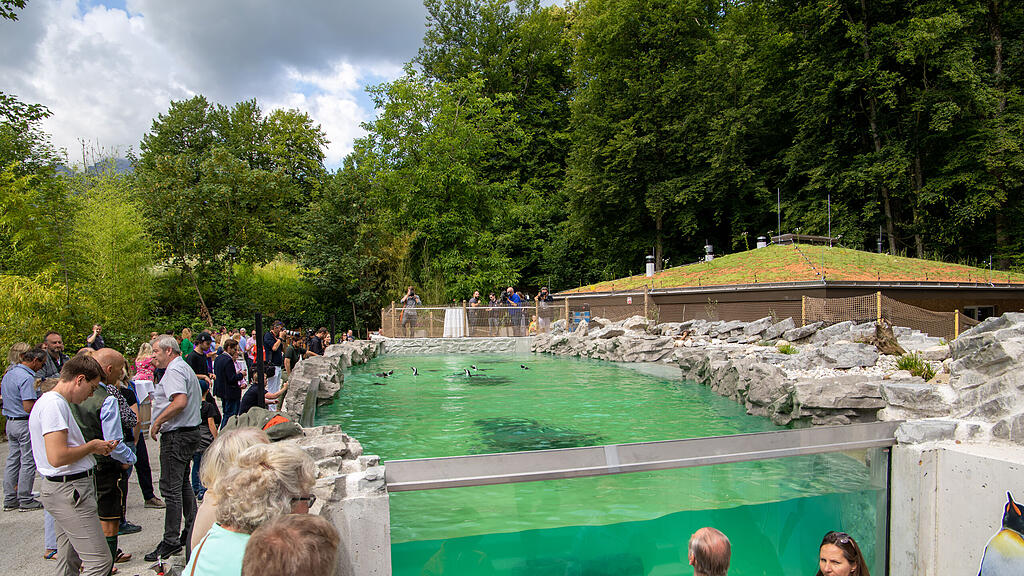 Zoo Salzburg, Brillenpinguine