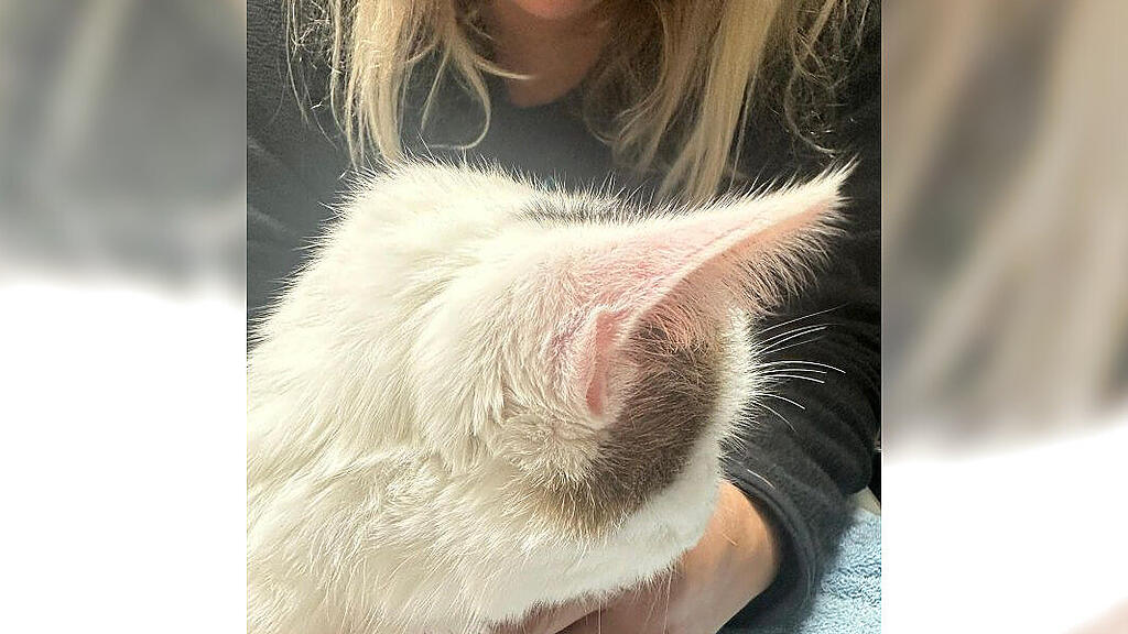 Kater