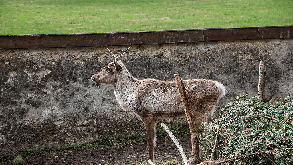 Frühlingserwachen im Zoo