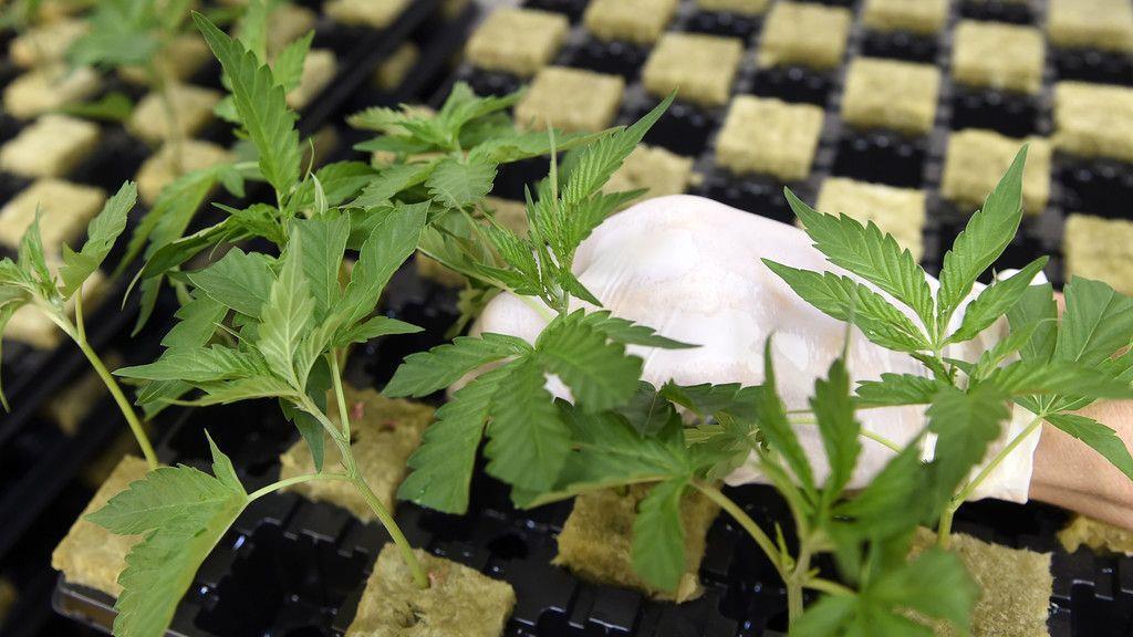 Cannabisaufzucht in Brunn am Gebrige