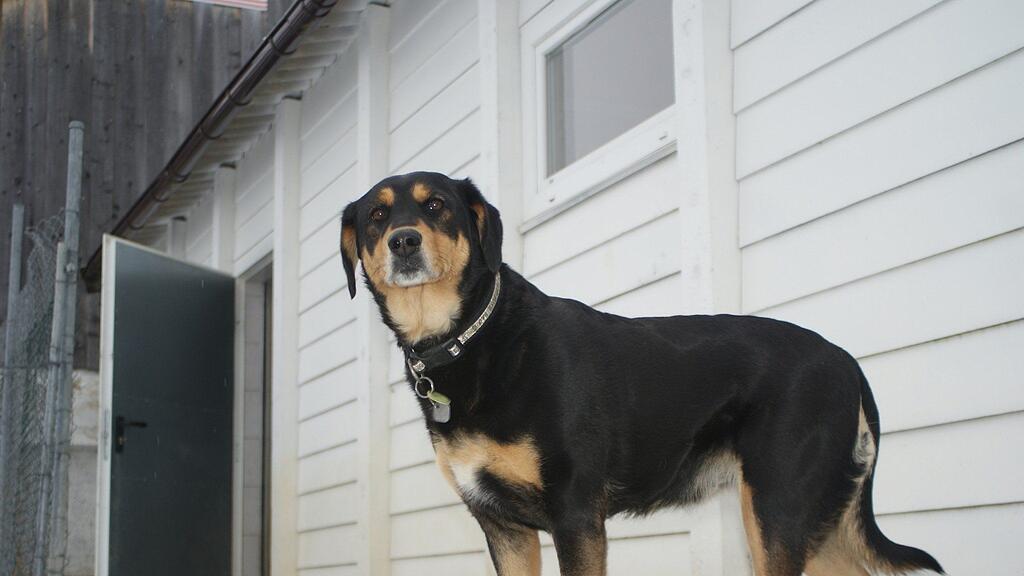 Hundewaisin "Cindy" ist nach dem Tod ihres Frauchens völlig traumatisiert.