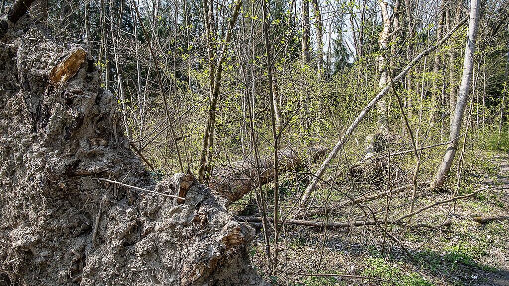 20190401_fmt_schaeden_nach_winterstuerme_mw1-2.jpg