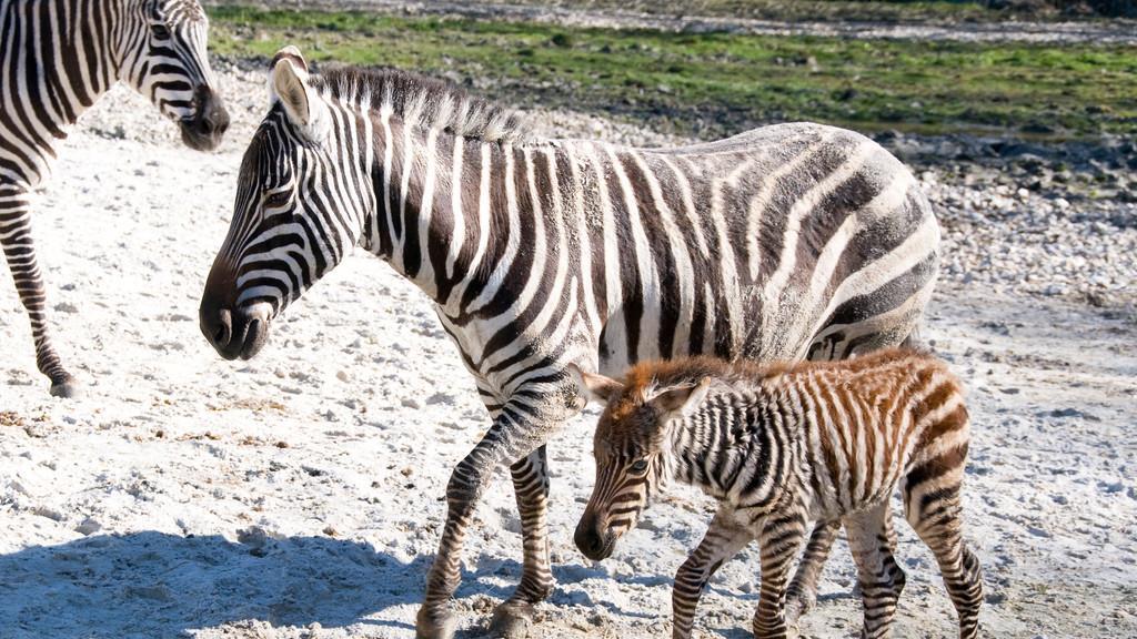 Zebrabub "Timi"