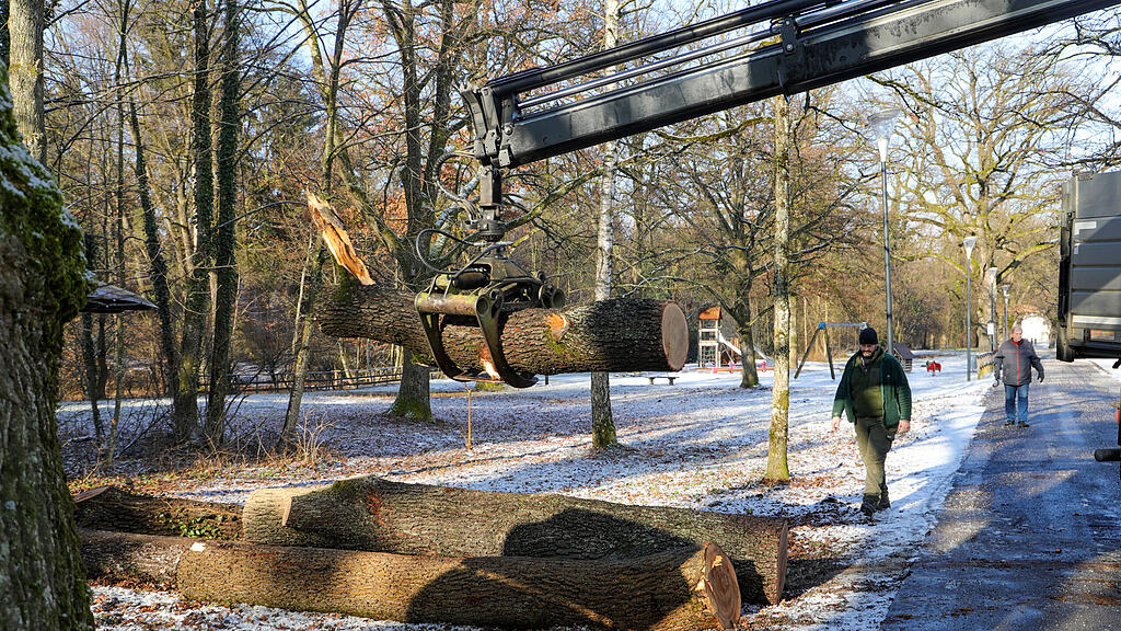 20250116_fmt_baumfaellung_Lepiweiher_mw-19.jpg