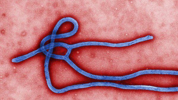 Der gefährliche Ebola-Virus
