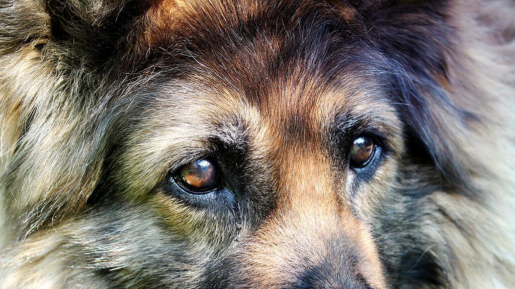 symb_Hund,