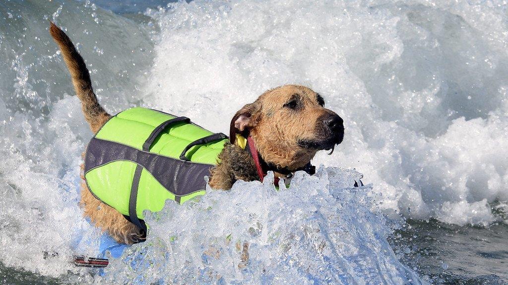 Hundesurfen in Kalifornien
