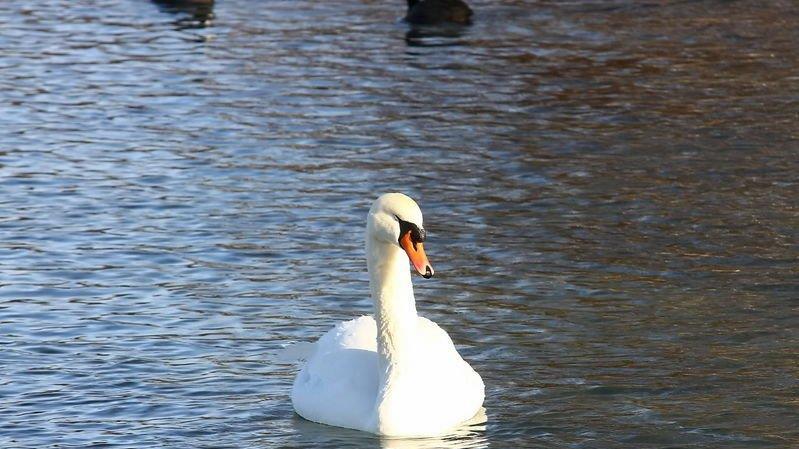 Eisfläche am Lepi-Weiher