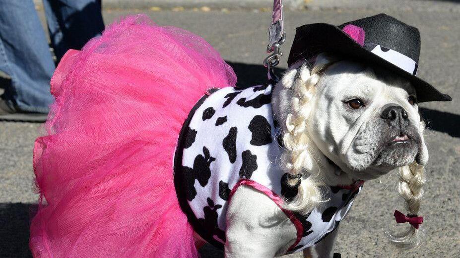 Hunde in Halloween-Kostümen