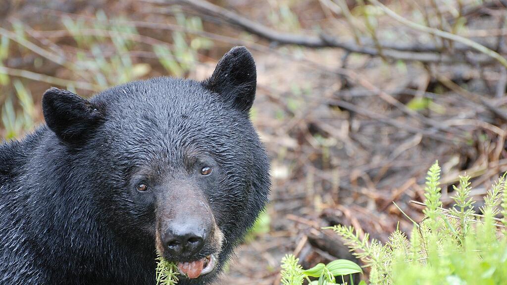 Schwarzbär, SB