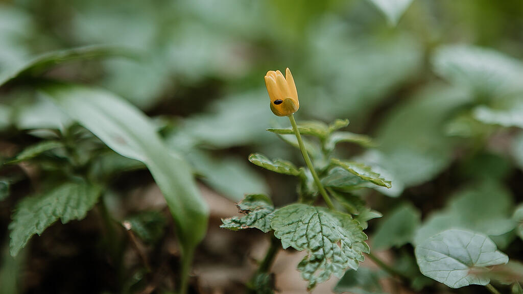 Scharbockskraut, Blüte, SB