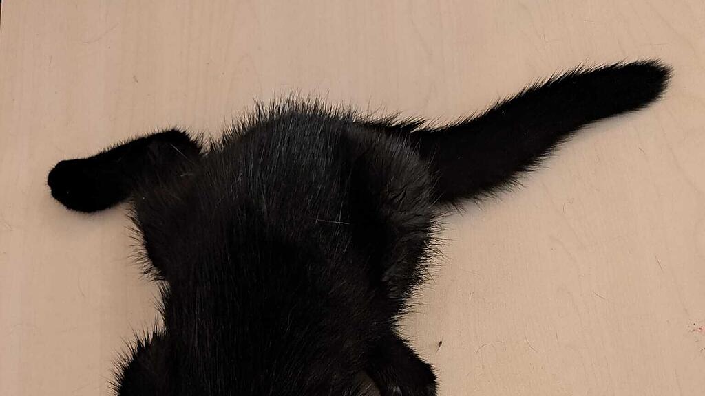 Katzenrettung Bischofshofen