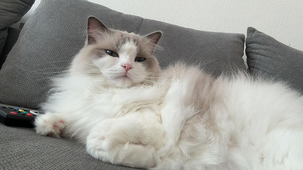 Weltkatzentag 2024