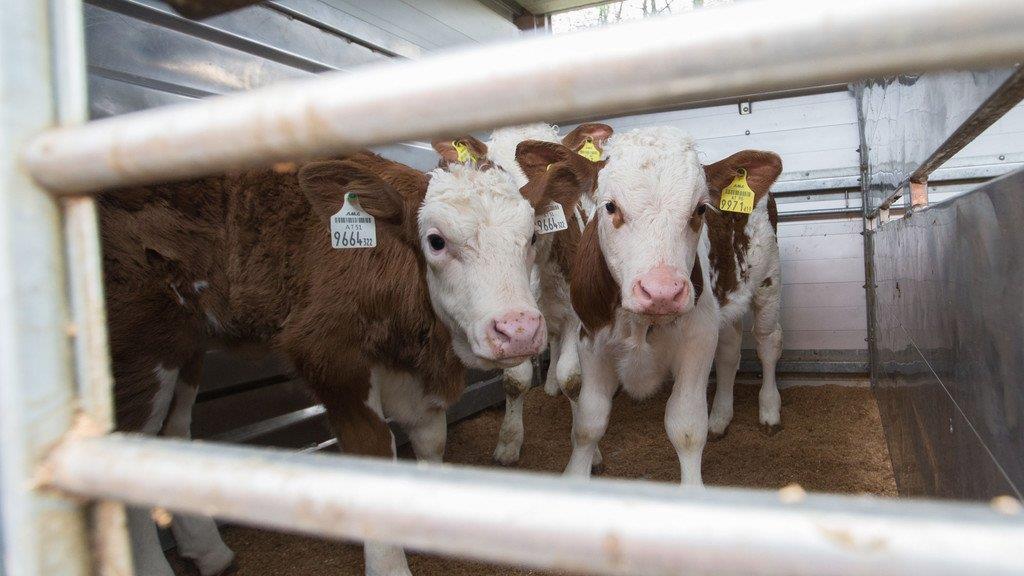 Tiertransporte kontrolliert