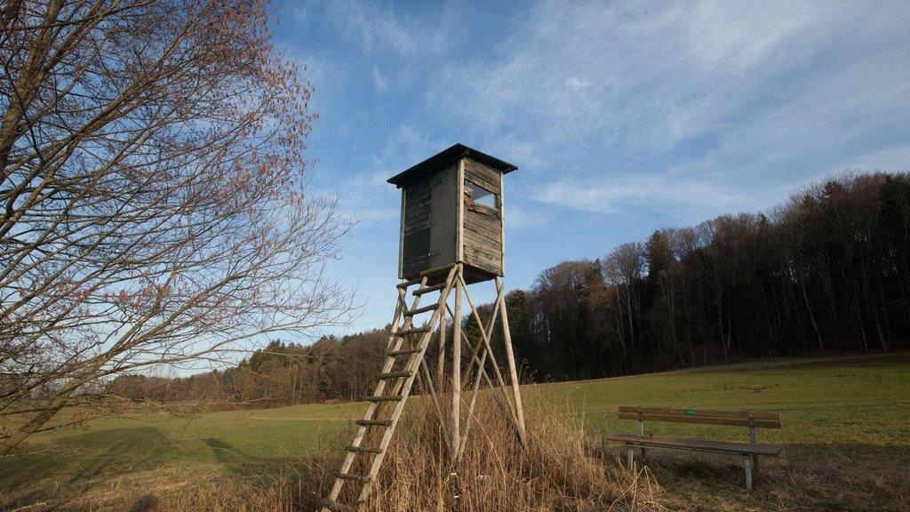Tierkadaver in Eugendorf, II