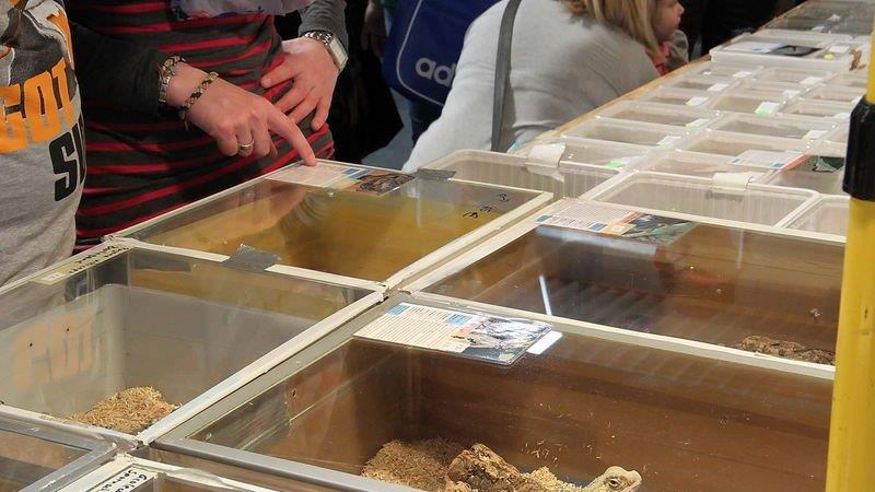 Haustiermesse Wels 2013