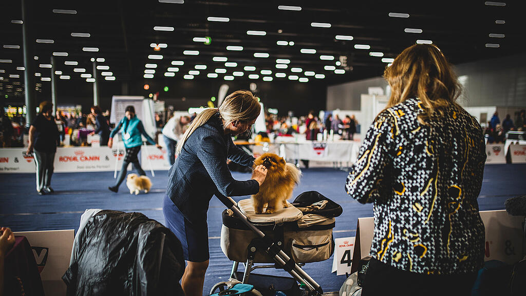 Rassehunde Ausstellung