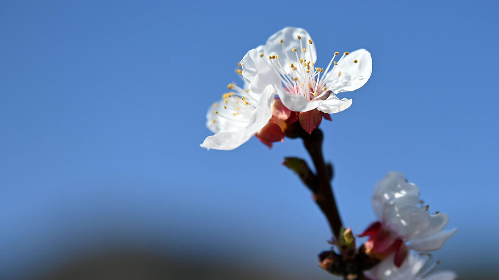 Marillenblüte in der Wachau