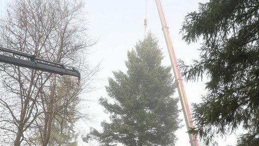 Christbaum für Salzburger Christkindlmarkt wird in Lamprechtshausen gefällt