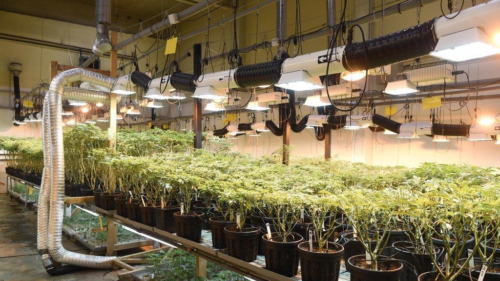 Legale Cannabiszucht
