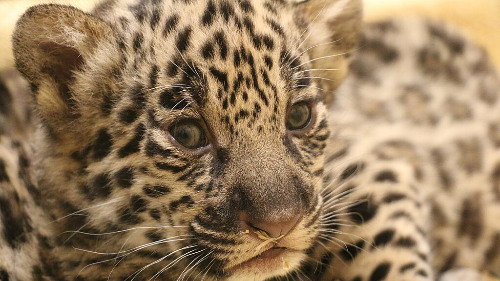 Jaguar-Nachwuchs Zoo
