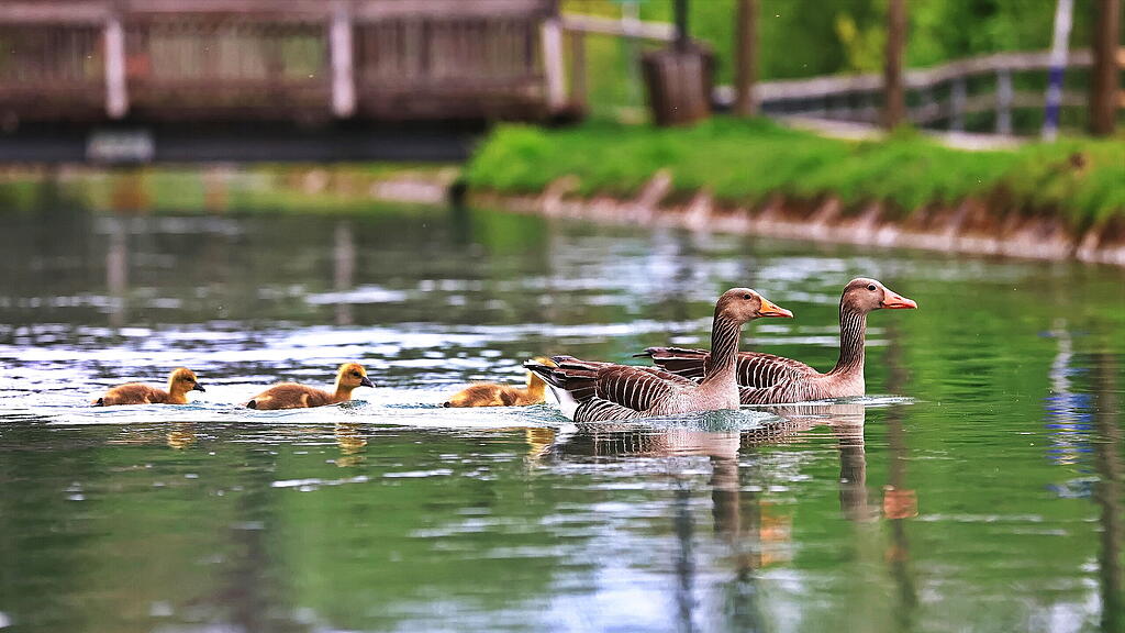 Gänse am Almkanal