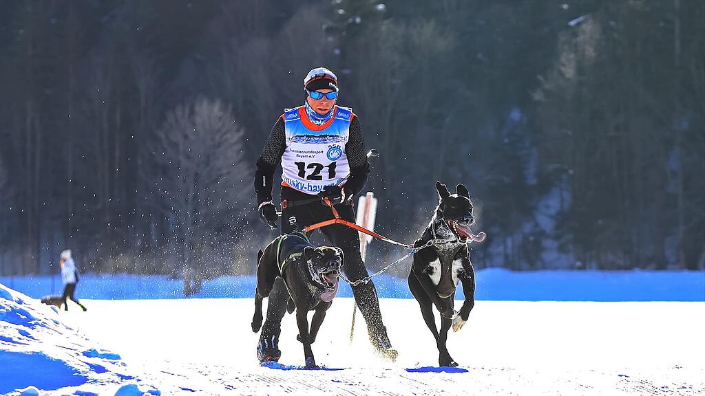 25. Hundeschlittenrennen in Werfenweng