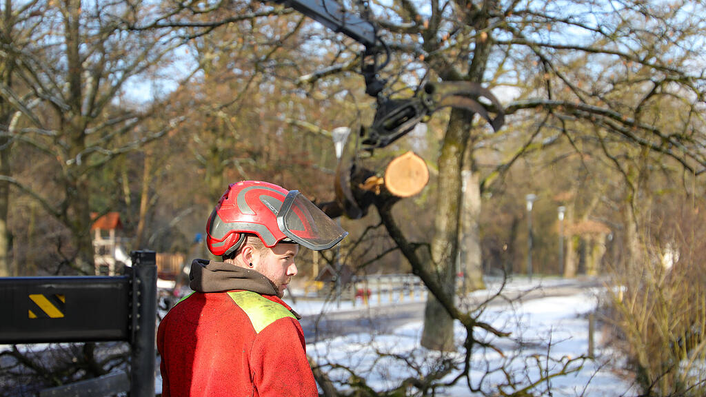 20250116_fmt_baumfaellung_Lepiweiher_mw-6.jpg