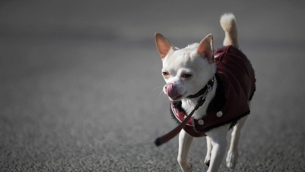 Der kleine Hund überlebte nur einen Tag. Er dürfte bereits krank gewesen sein.