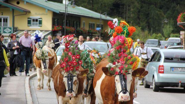 Viele Zuseher kamen am Samstag zum Almabtrieb nach Ramsau.