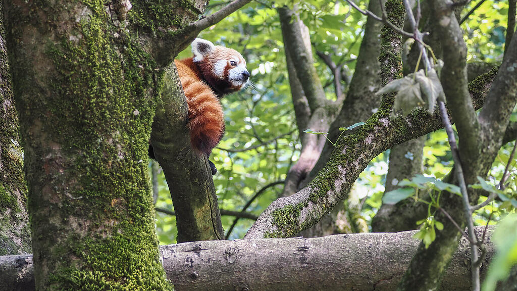 Roter Panda Haku erstmals auf Erkundungstour_c_ZooSBG Angelika Köppl (5).jpg