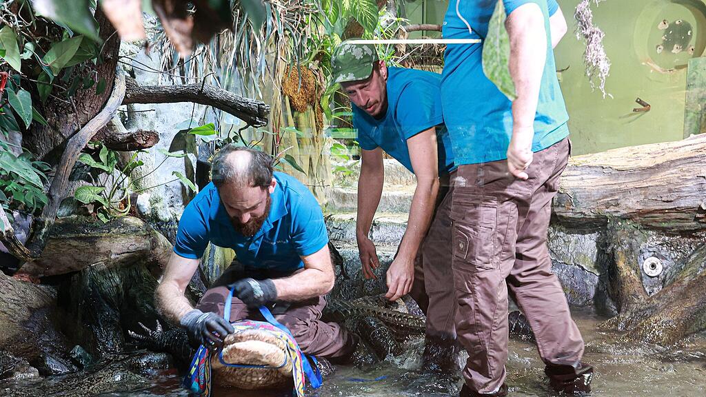 Alligator_Haus der Natur