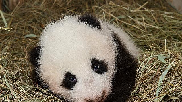 Jüngster Panda-Bub im Tiergarten Schönbrunn beim Wiegen