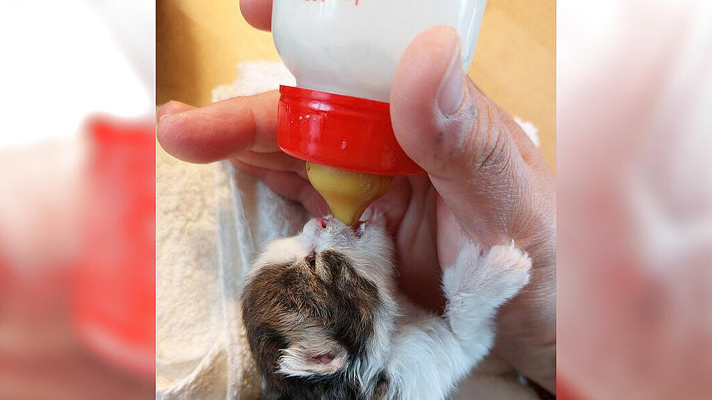 Katzenbabys_Braunau