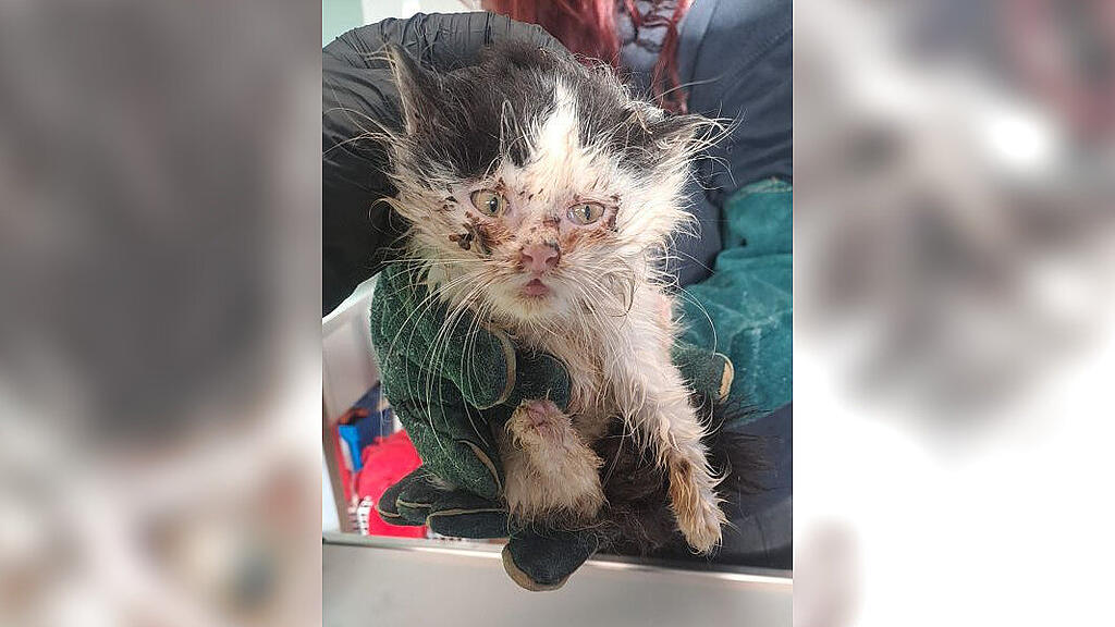 Ausgesetzt Katzenbabys
