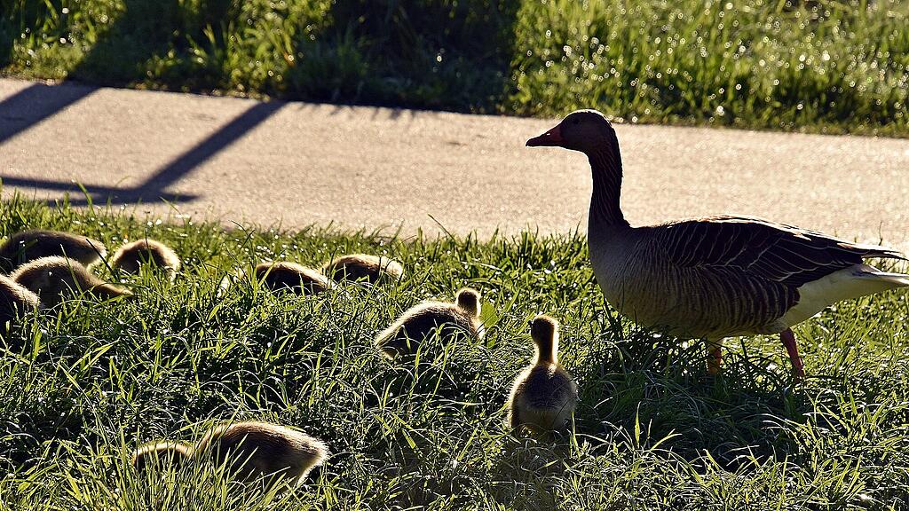 Enten Leopoldskron