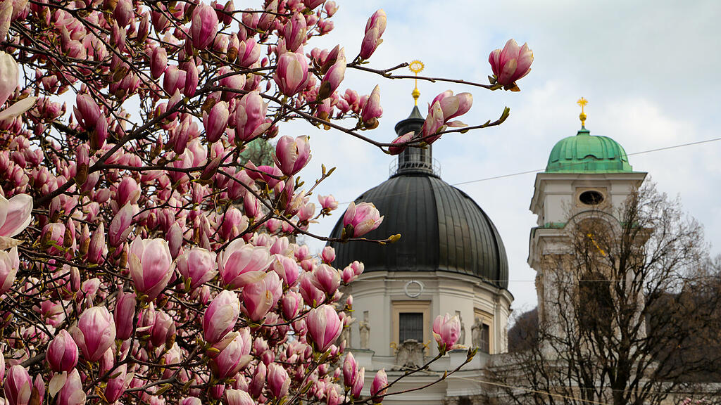 Magnolienbäume am Makartplatz