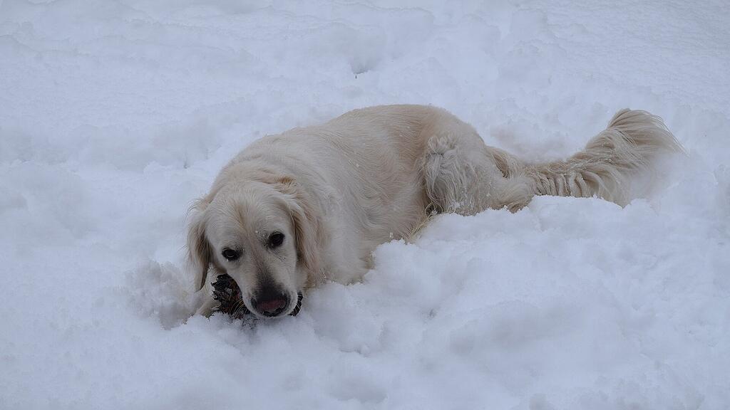 symb_Golden Retriever