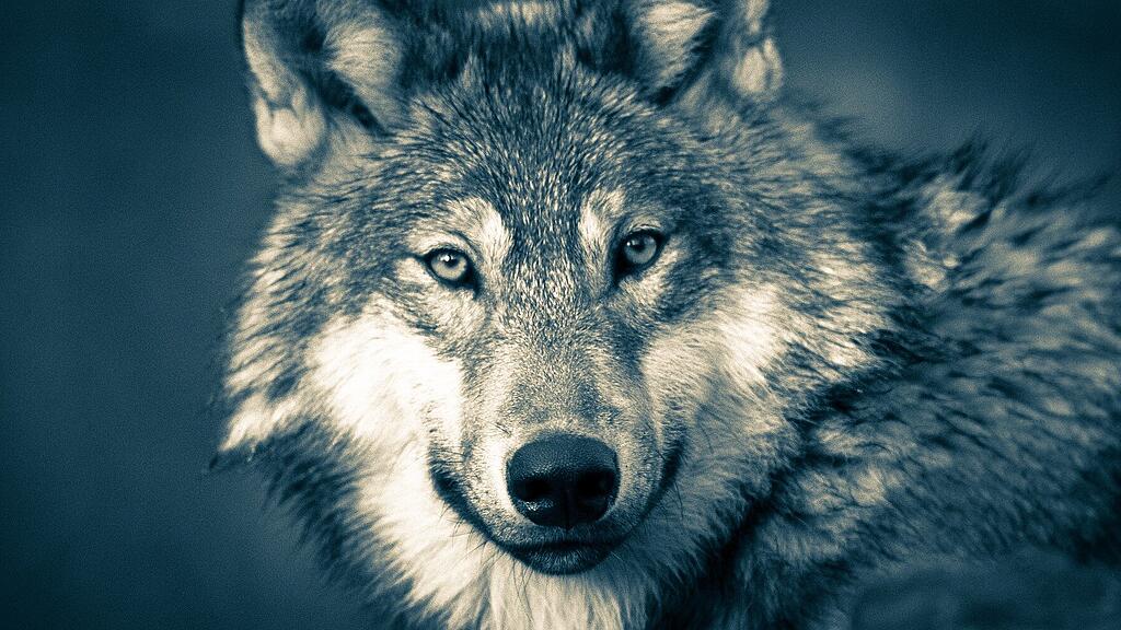 symb_wolf