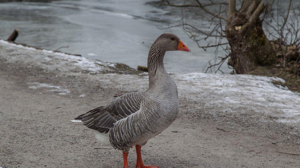 Bitterkaltes Wetter am Leopoldskroner Weiher