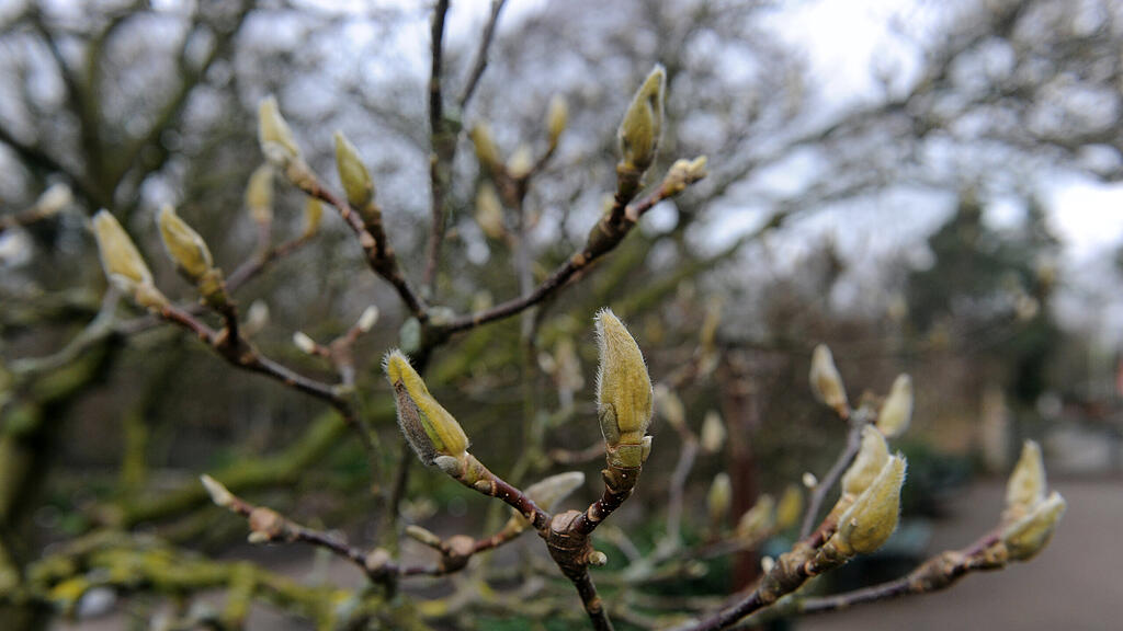 Knospen, SB