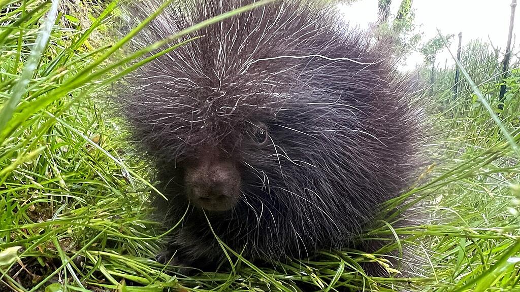 Baumstachler, Zoo Salzburg