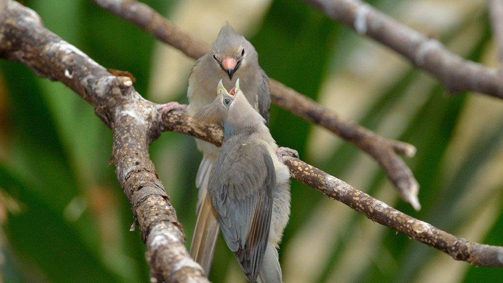Blaunacken-Mausvogel-Nachwuchs im Tiergarten Schönbrunn