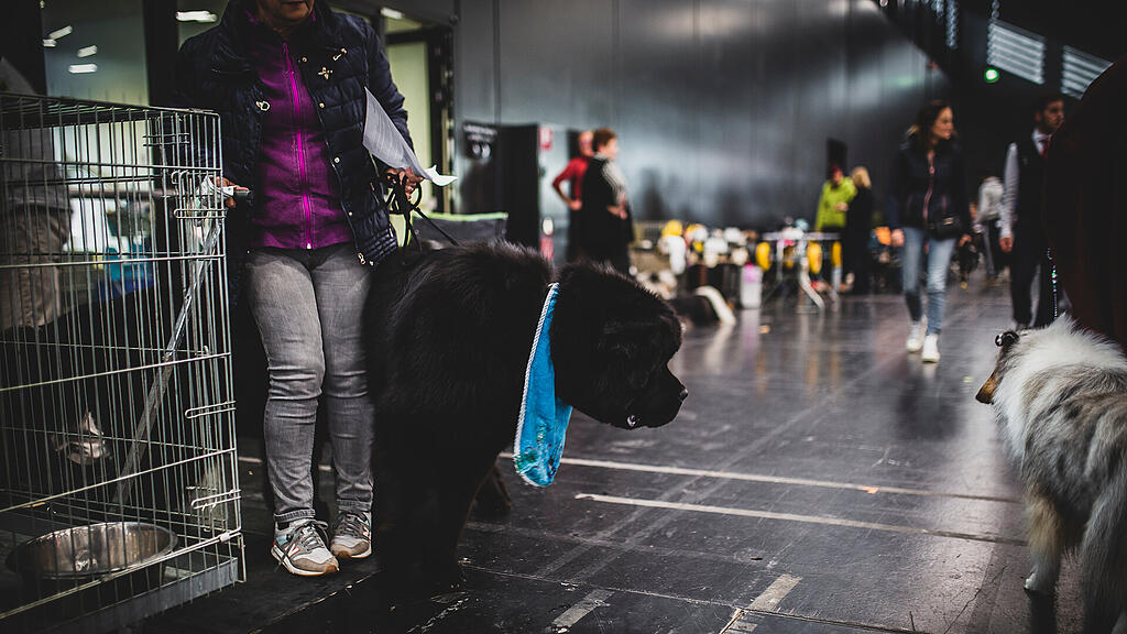 Rassehunde Ausstellung