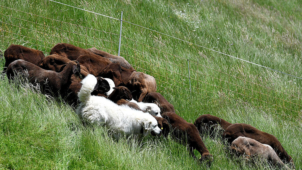 Der Naturschutzbund empfiehlt Hunde zum Schutz gegen den Wolf.