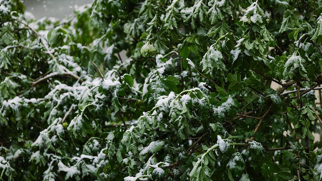 Schnee und Pflanzen im April