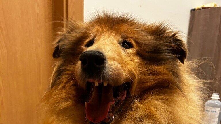 Collies Niedernsill