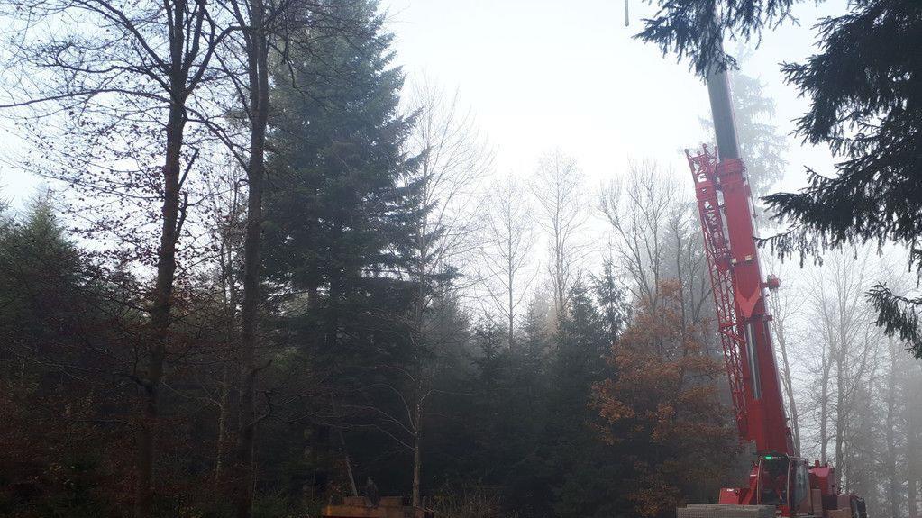 Christbaum für Salzburger Christkindlmarkt wird in Lamprechtshausen gefällt
